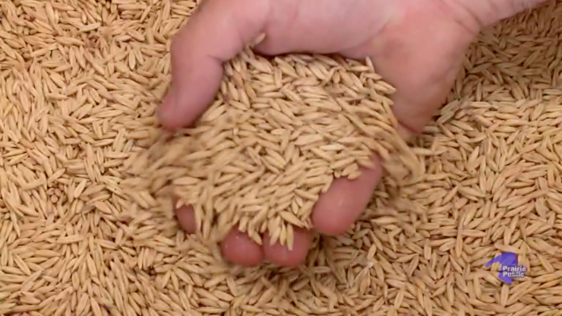 Key Ingredients Seed Savers Pbs Learningmedia