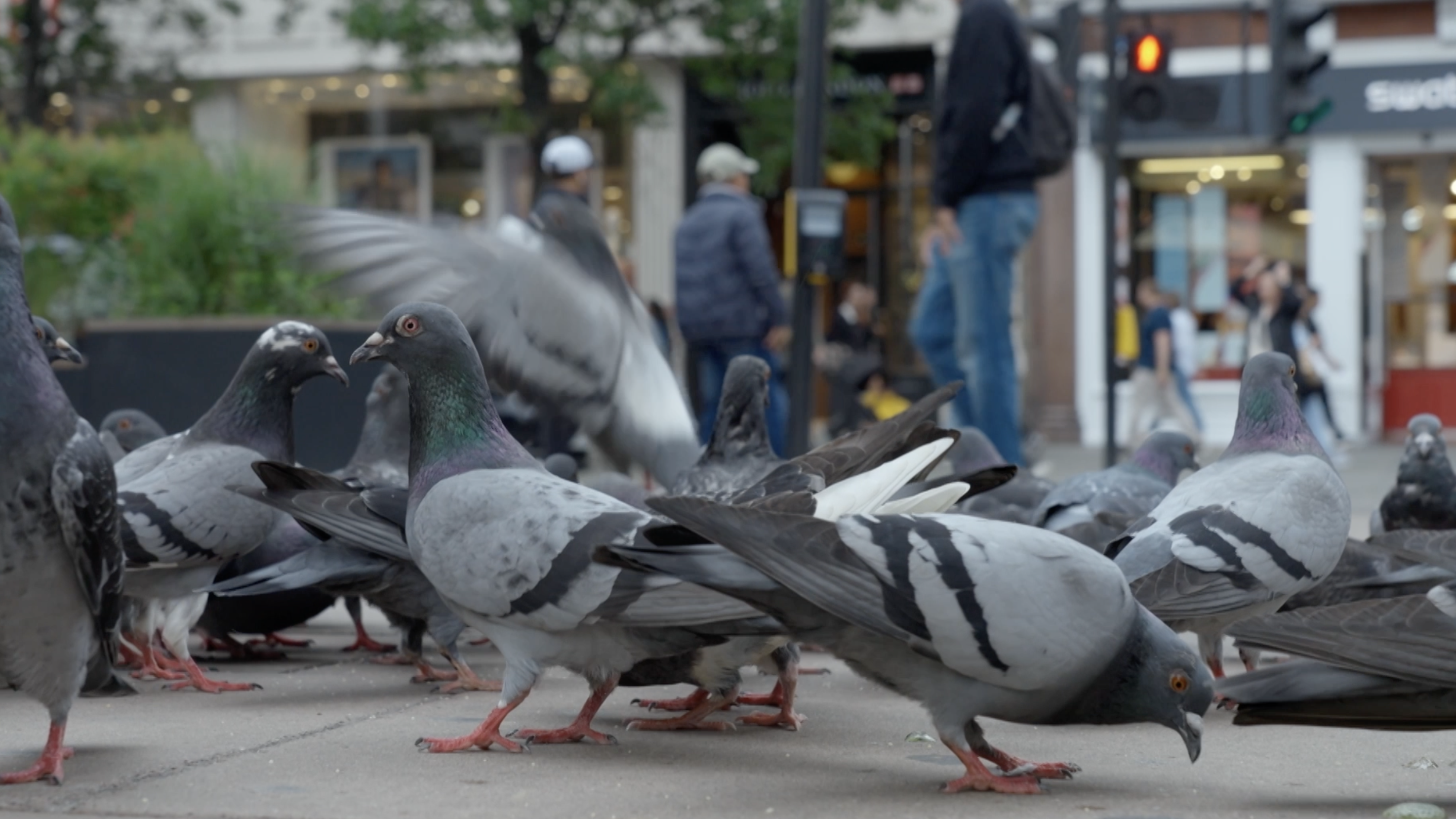 Pigeon_1_poster image