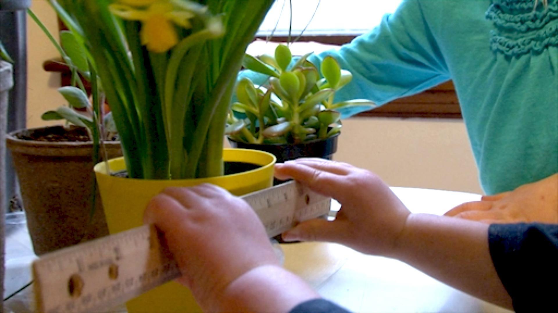 Plants Individualized Instruction PBS LearningMedia