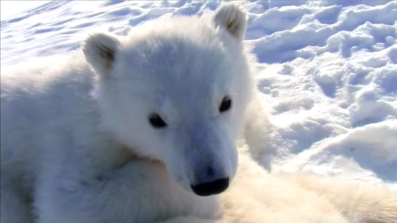 Tracking Polar Bears | The Great Polar Bear Feast
