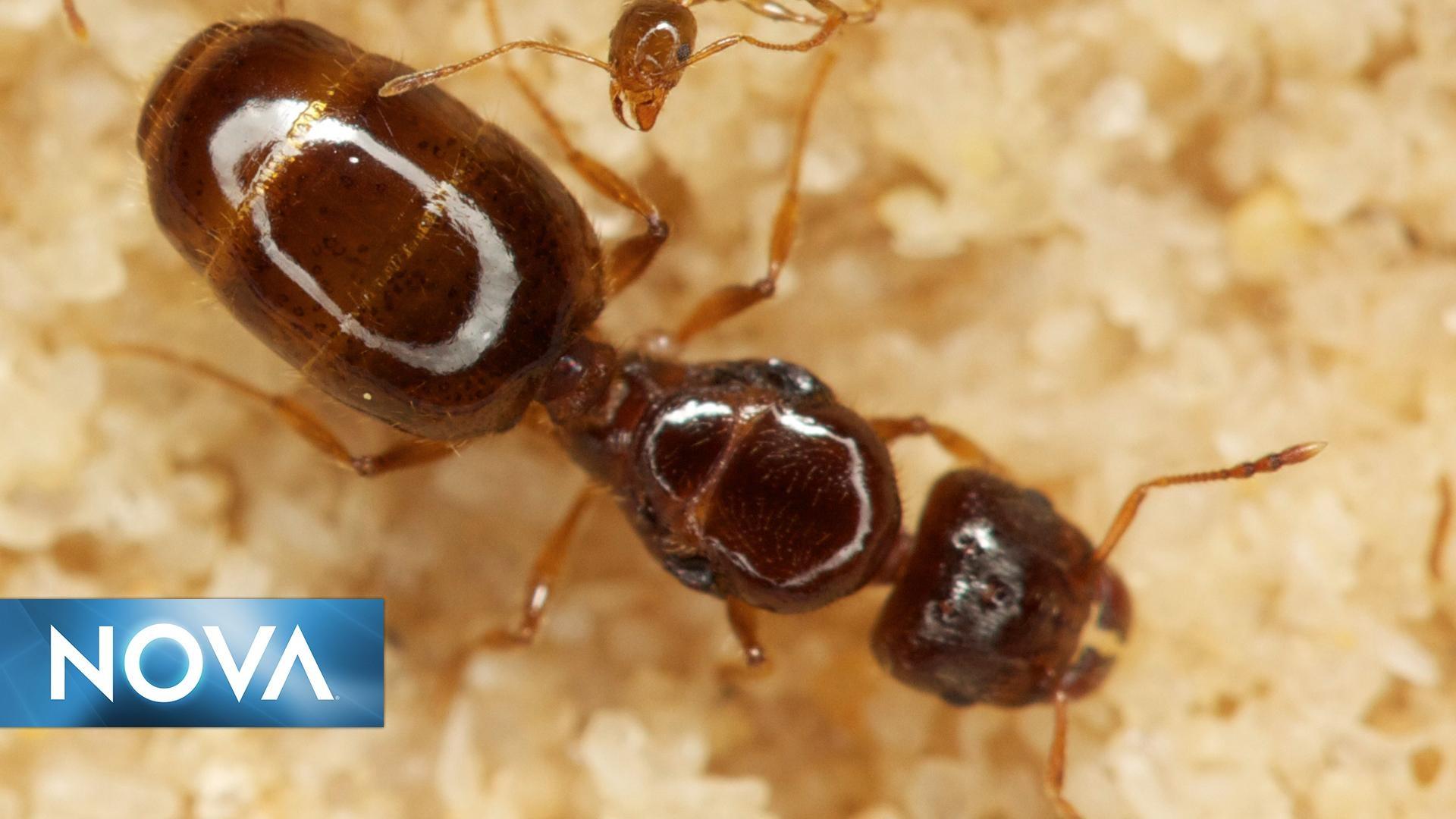 PosterImage antsound What Do Ants Sound Like?