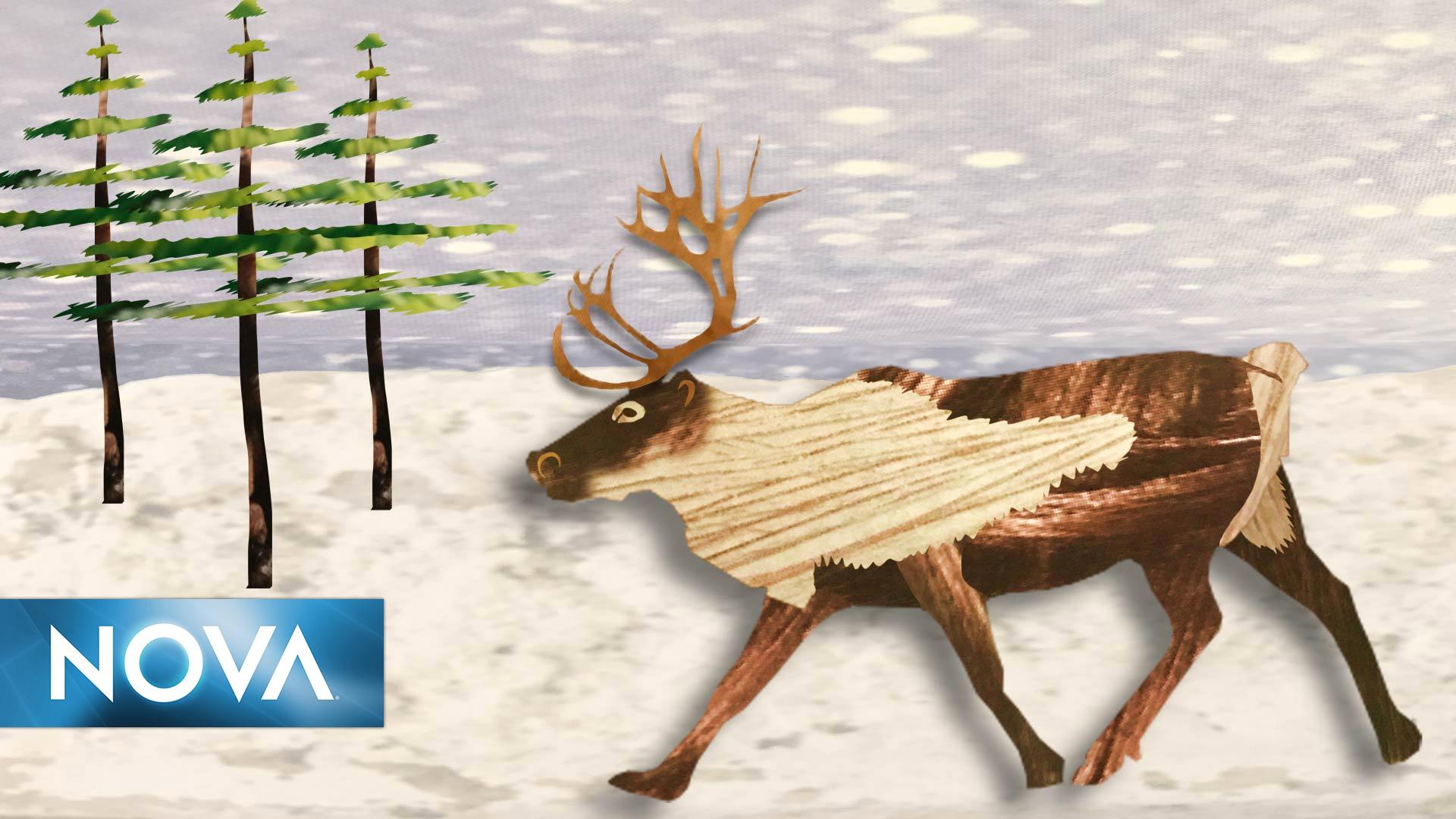 Gross Science | The Real Rudolph Has Bloody Antlers and Super Vision | PBS  LearningMedia