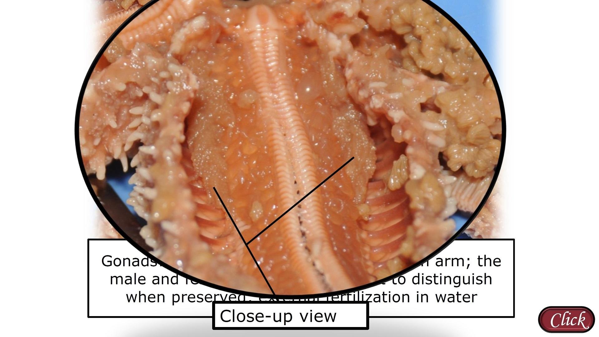 Internal Sea Star Anatomy