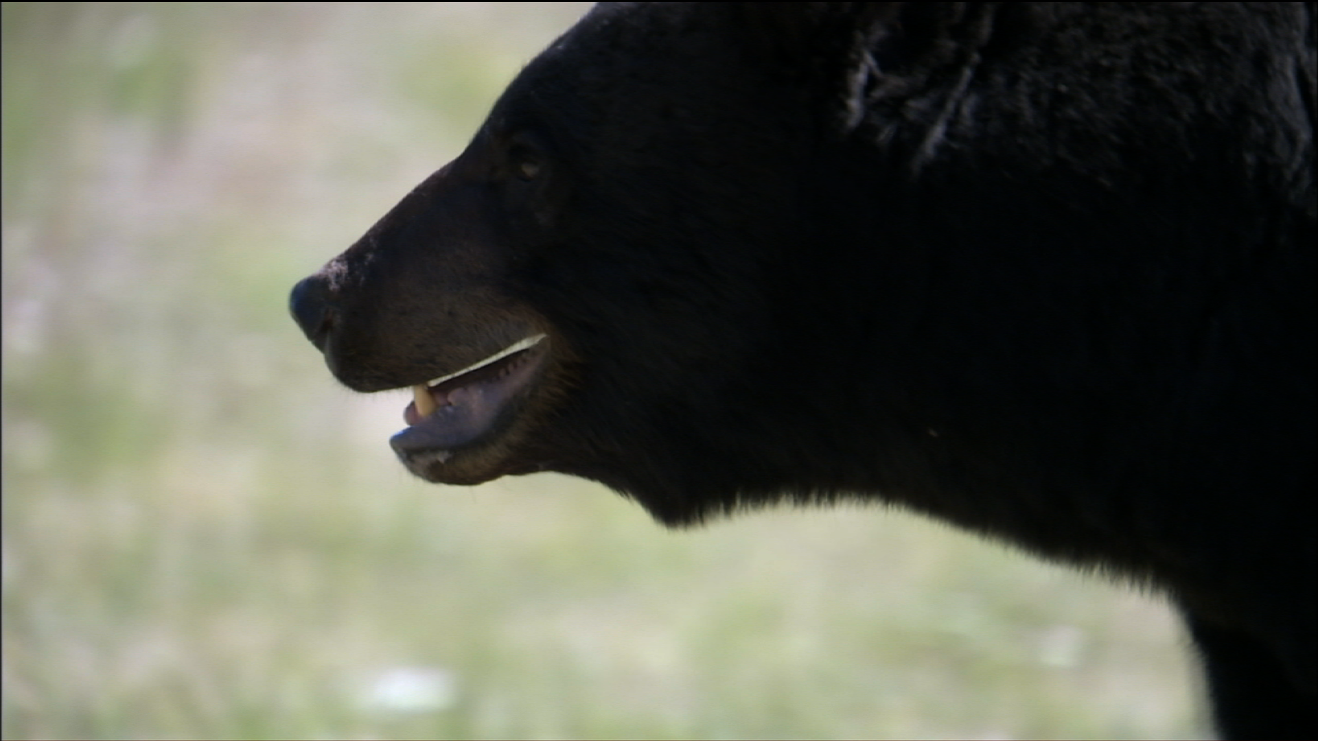 WHAT DOES DEN MEAN visual data 3