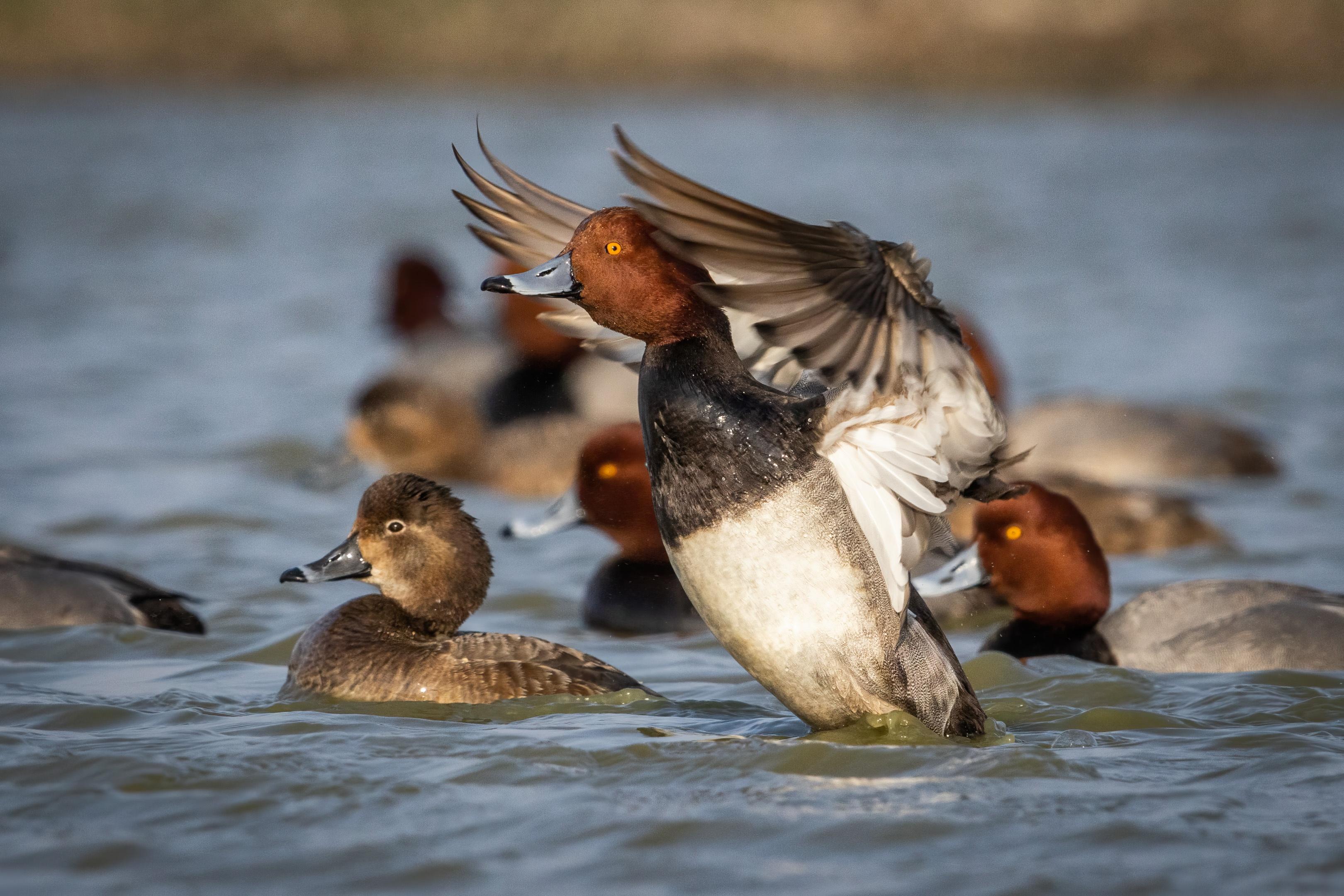 The Texas Coast: A Critical Environment for Migratory Birds | Chasing the  Tide, image size:3240x2160