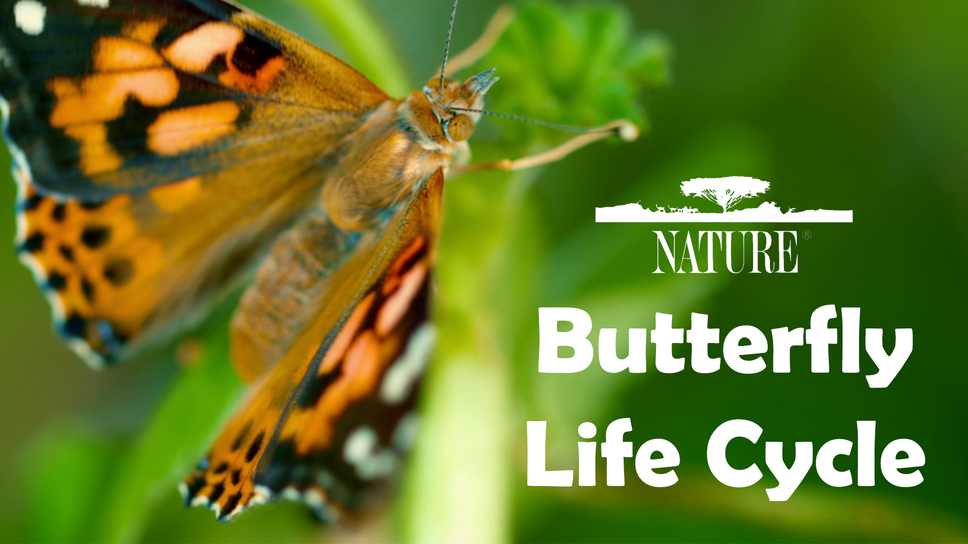 Butterfly Life Cycle | PBS LearningMedia