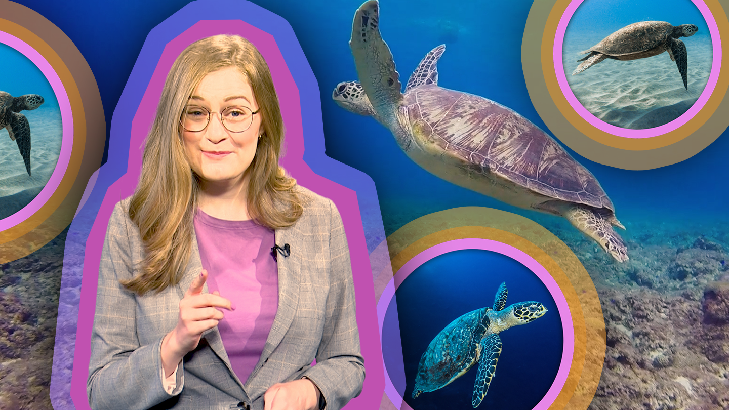 2020 Turtle Update | Spot on Science | PBS LearningMedia