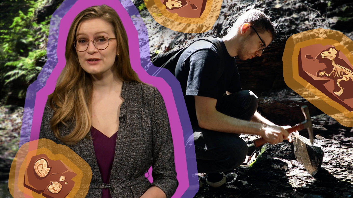 An Expert Fossil Hunt Spot On Science Pbs Learningmedia