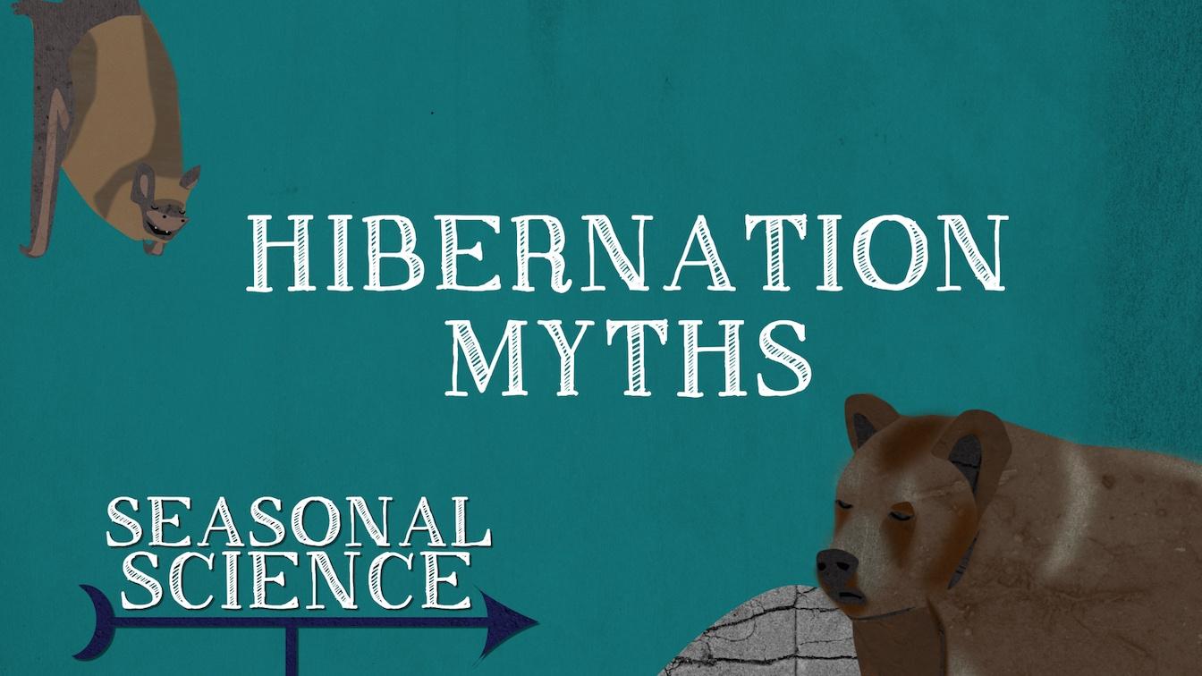Seasonal Science Hibernation PBS LearningMedia