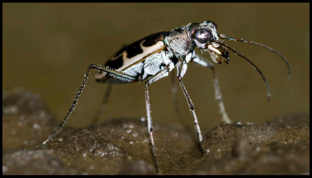 Salt Creek Tiger Beetles QUEST PBS LearningMedia