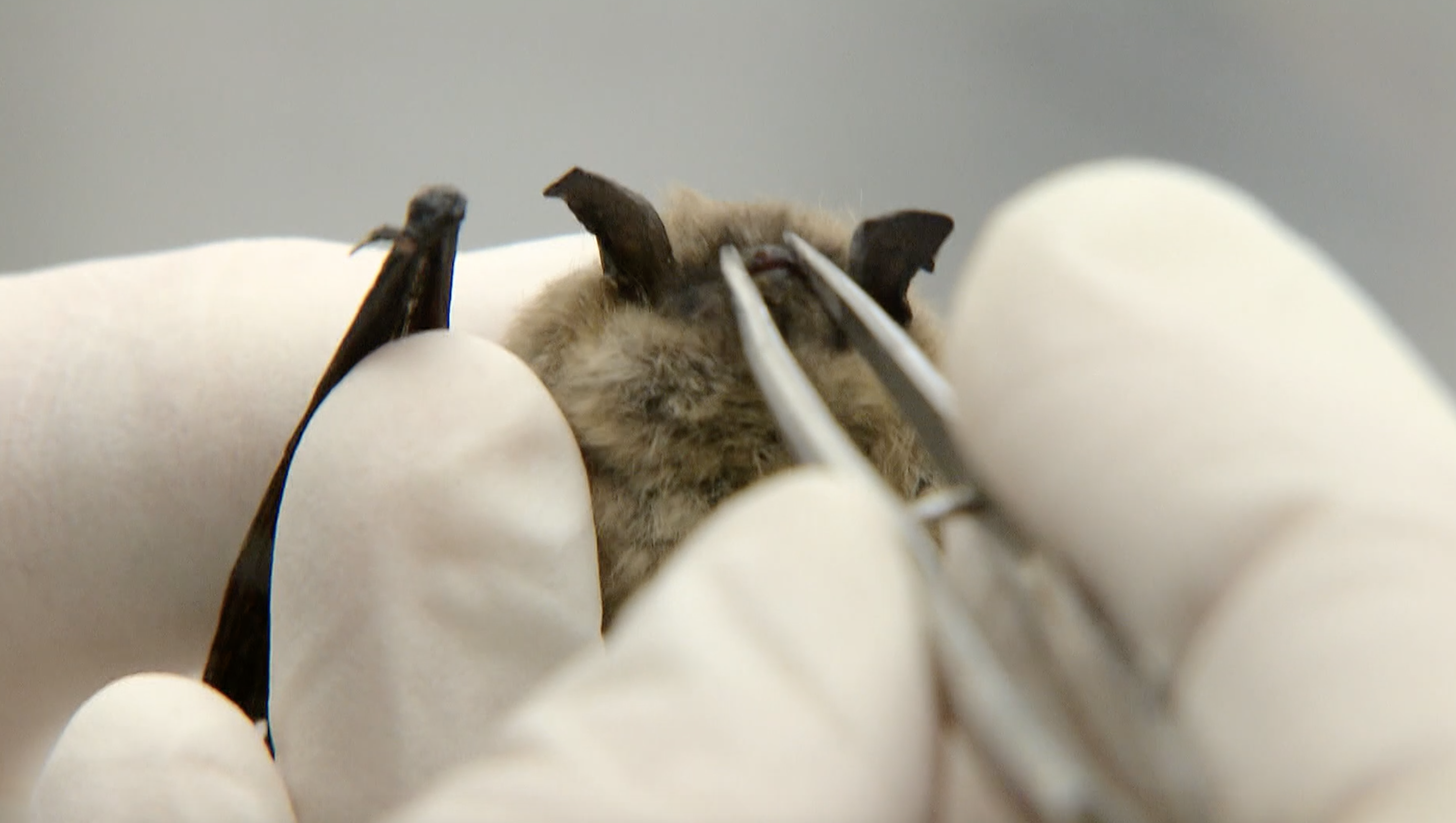 Lnp/Best Shaved Bats.Html - jguh2u9