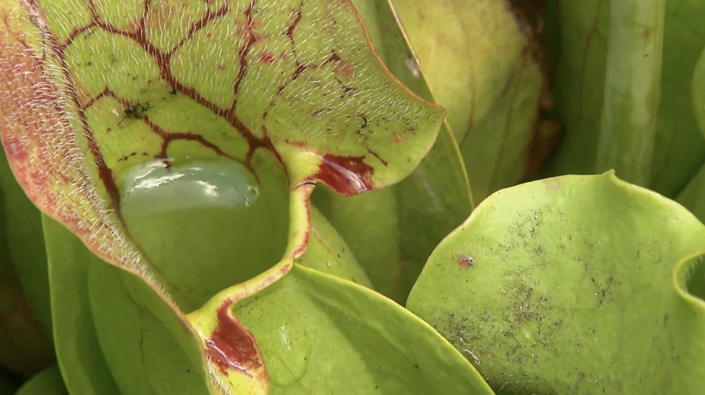 Pitcher Plants Outdoors PBS LearningMedia