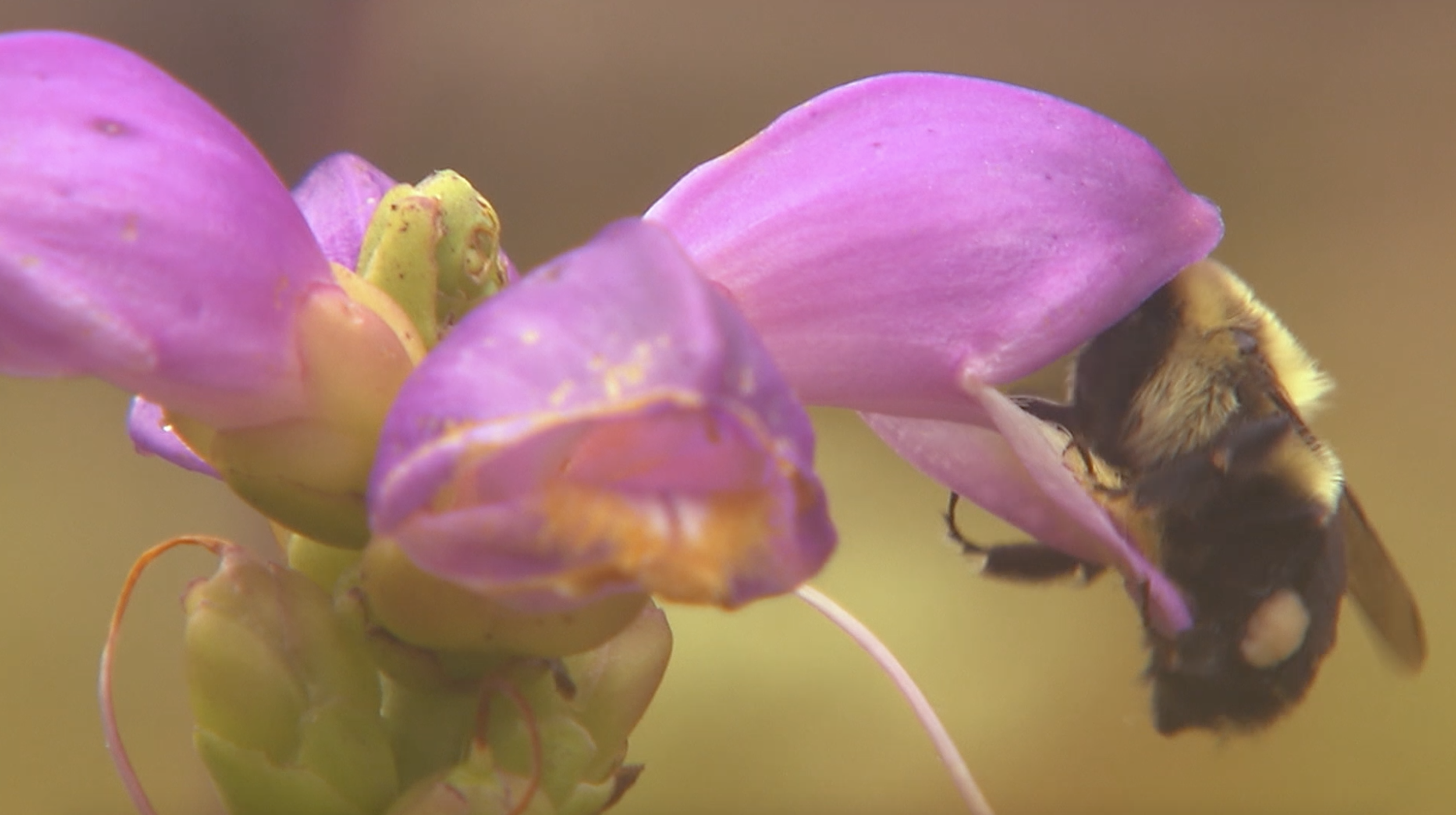 How Bees Pollinate Flowers Outdoors PBS LearningMedia