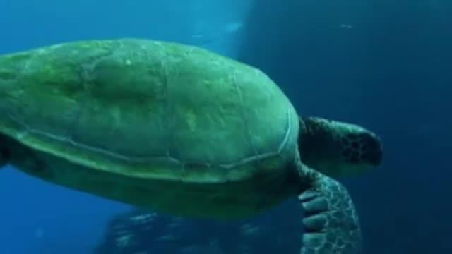 Saving A Species: Sea Turtles | PBS LearningMedia