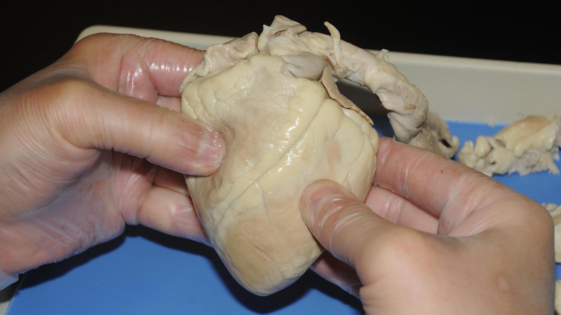 Dissecting a sheep heart