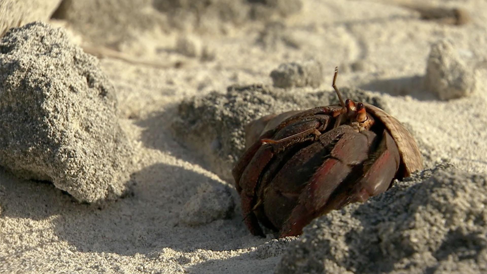 Shell Surprise! | Wild Kratts | PBS LearningMedia