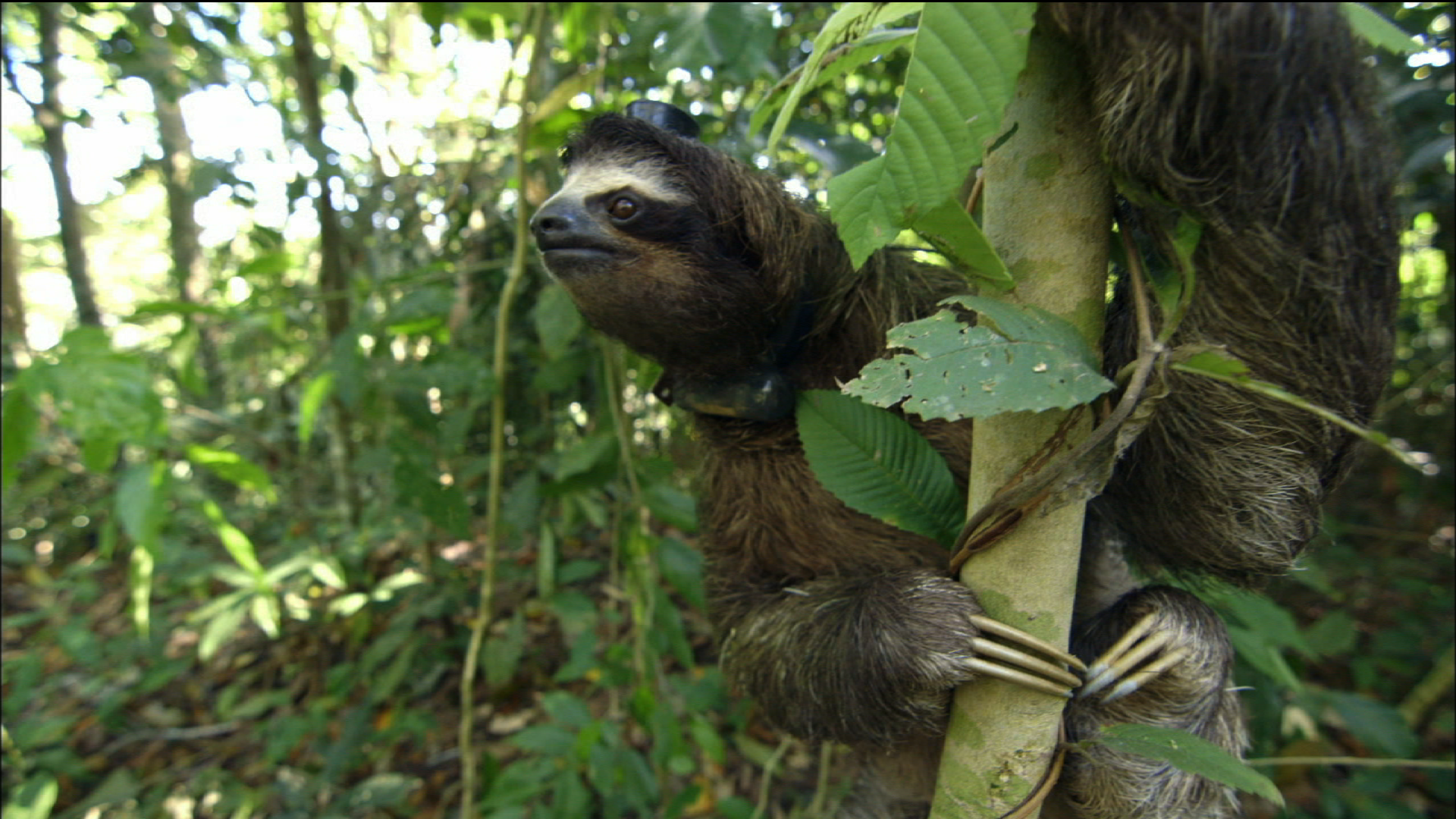 sloth sleeping in tree