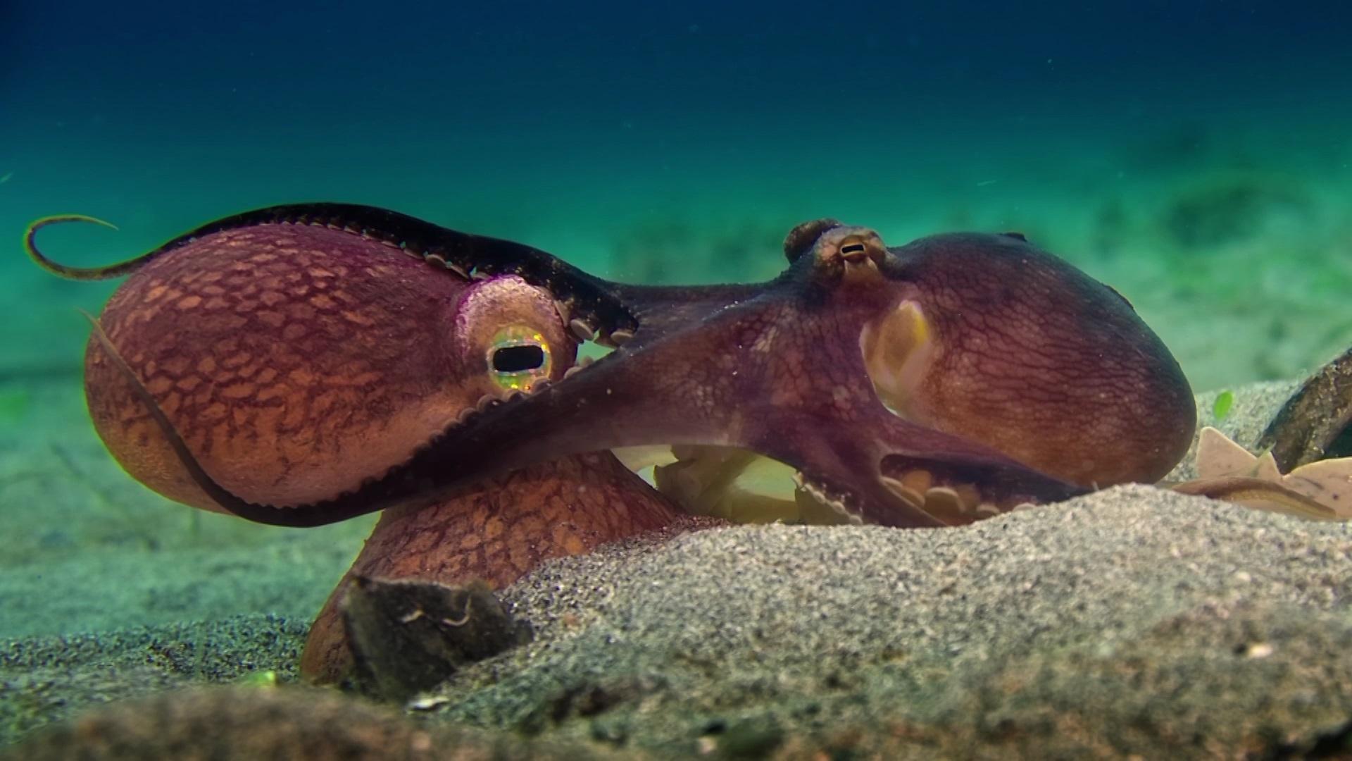 Observing Octopus Intelligence | Spy in the Ocean | PBS LearningMedia