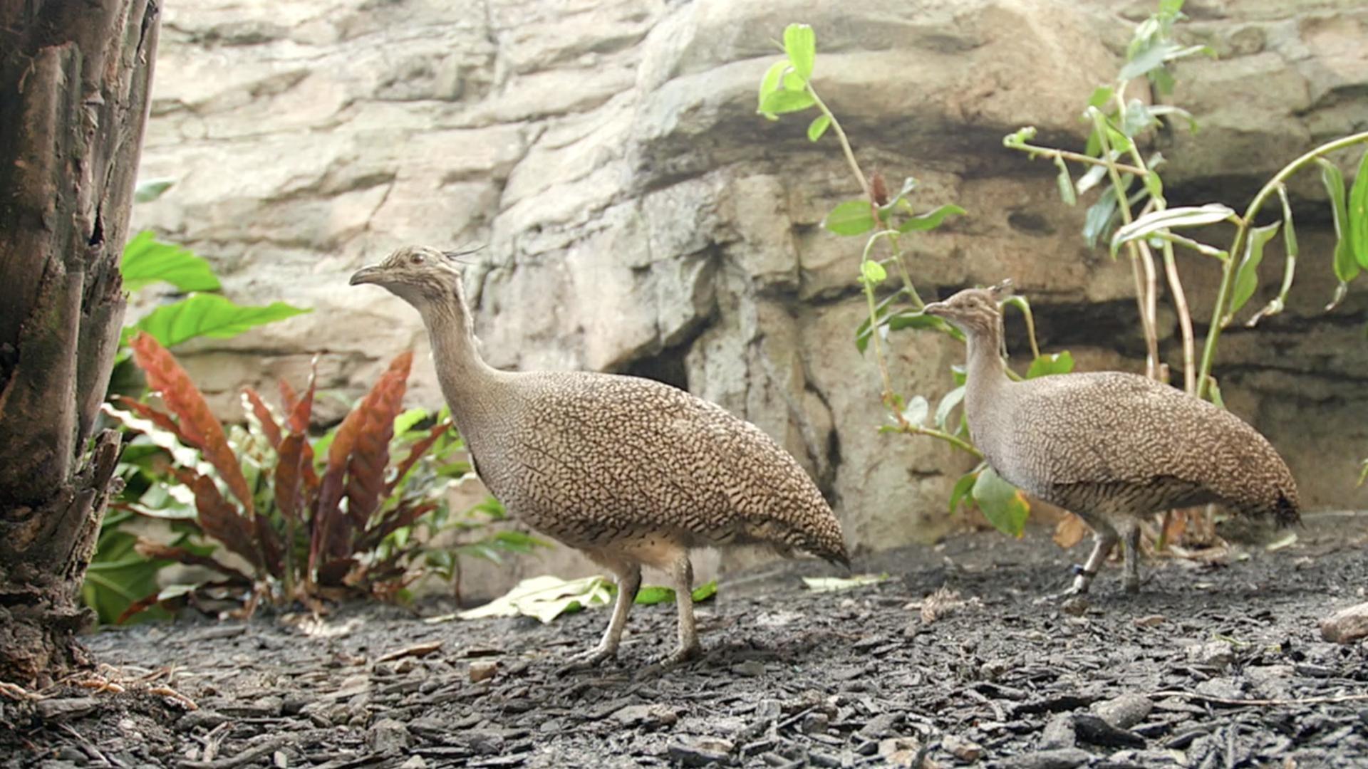 Elegant Crested Tinamou Paws For A Minute PBS LearningMedia