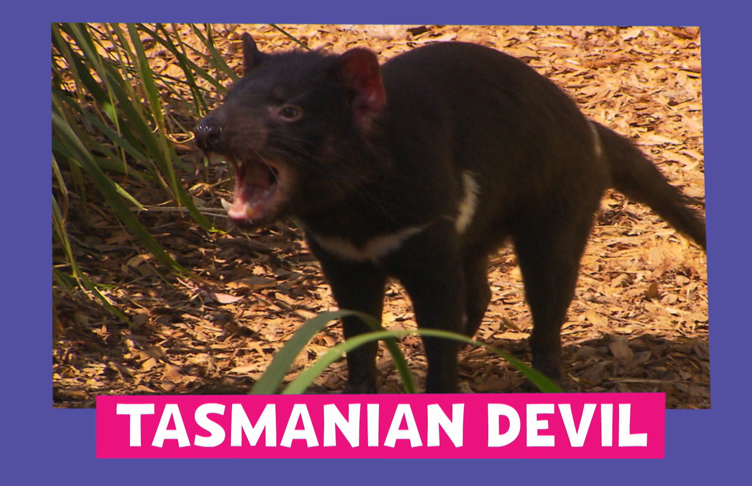 Tasmanian Devil - Animal Facts for Kids - Characteristics & Pictures