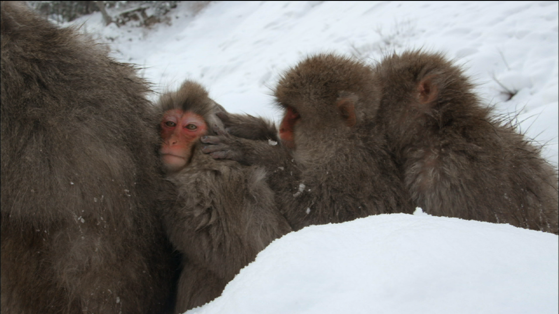 Snow Monkeys: Grooming | PBS LearningMedia