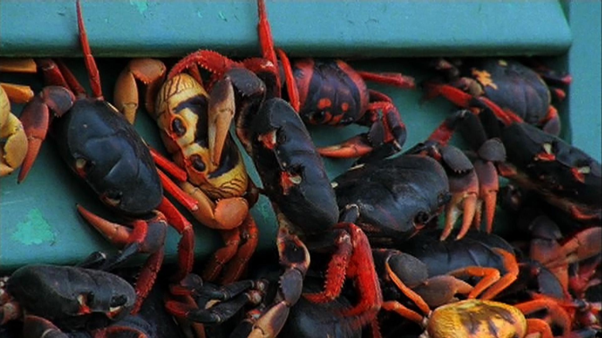 The Cuban Crab Migration PBS LearningMedia