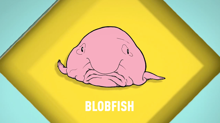 The Incredible True Story of the Blobfish | Songs for Unusual Creatures | PBS Digital Studios