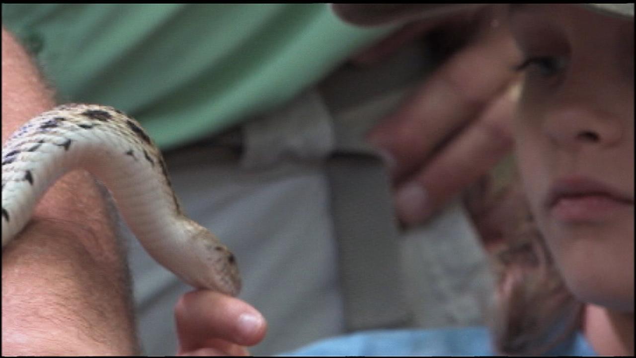 Indiana Expeditions Thompson Family and Their Creepy Crawlers PBS