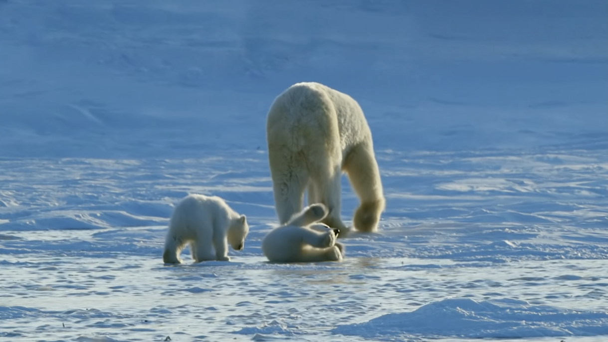 Animal Adaptations: Polar Bear Paws | PBS LearningMedia