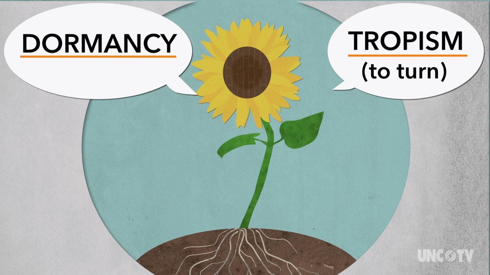 Tropism and Dormancy/PBS NC Science | PBS LearningMedia