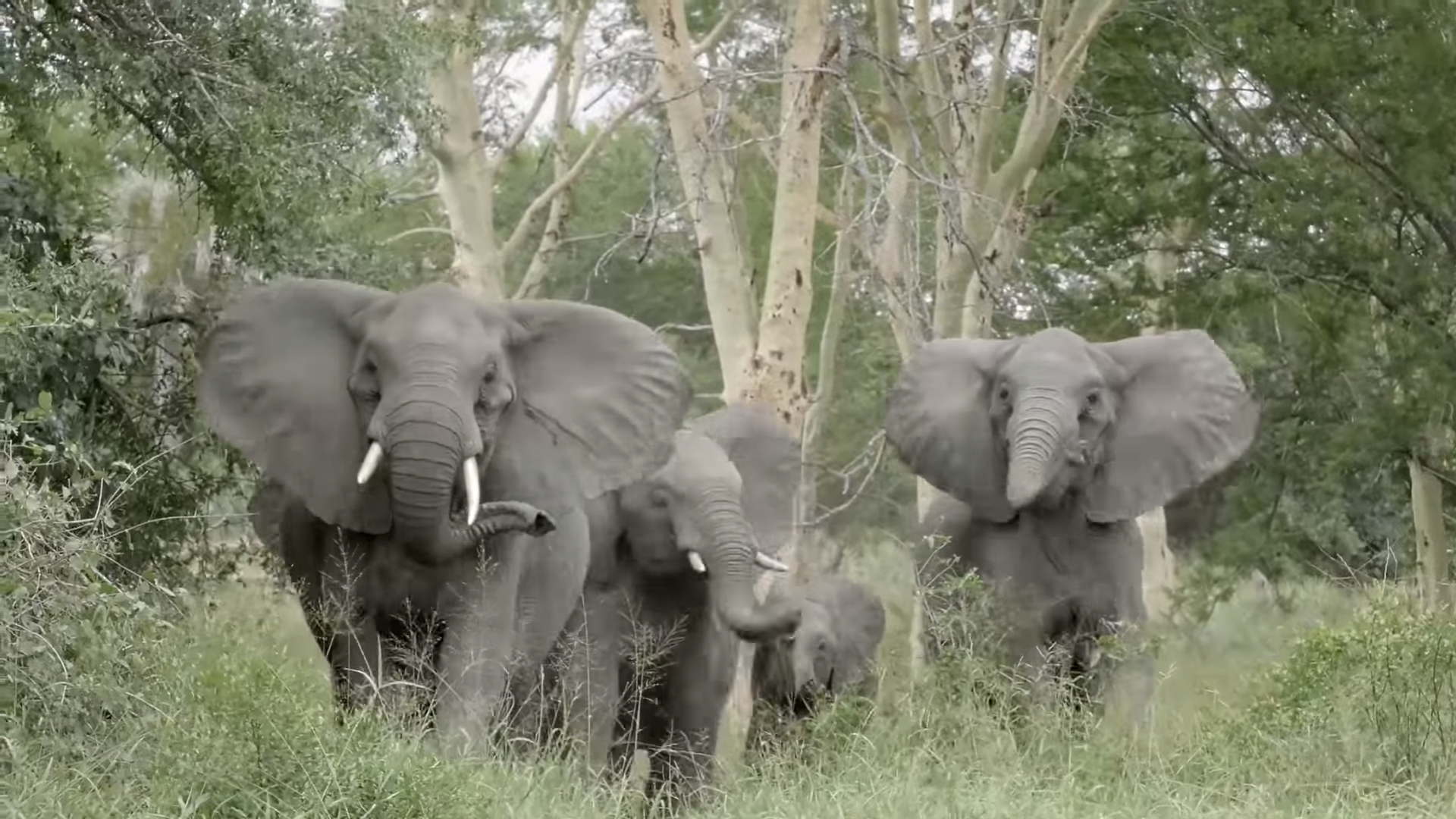 Selection for Tuskless Elephants PBS LearningMedia