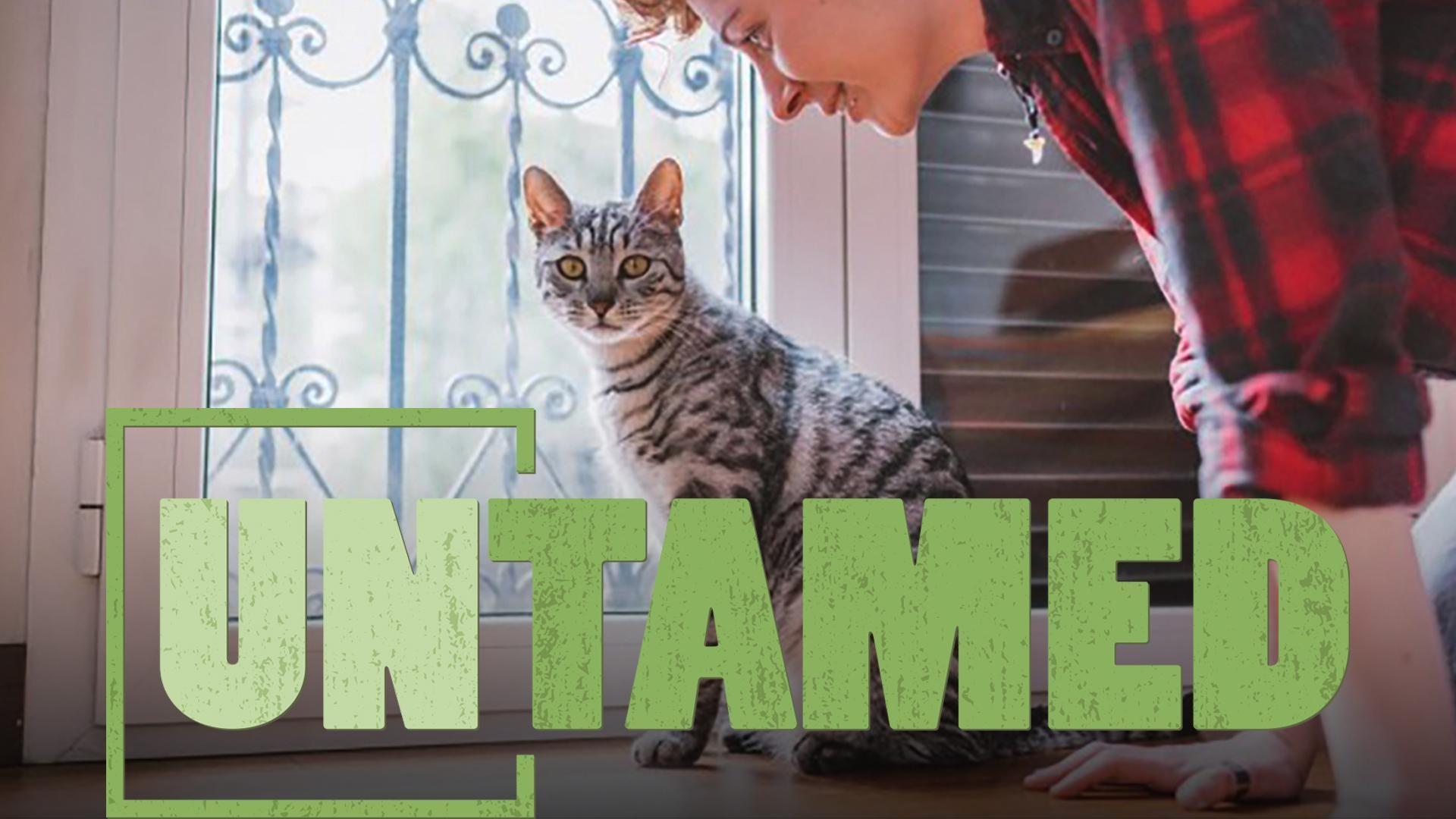 The Case for Indoor Cats UNTAMED PBS LearningMedia