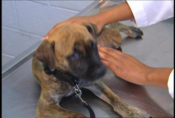 Animal Shelter Field Trip