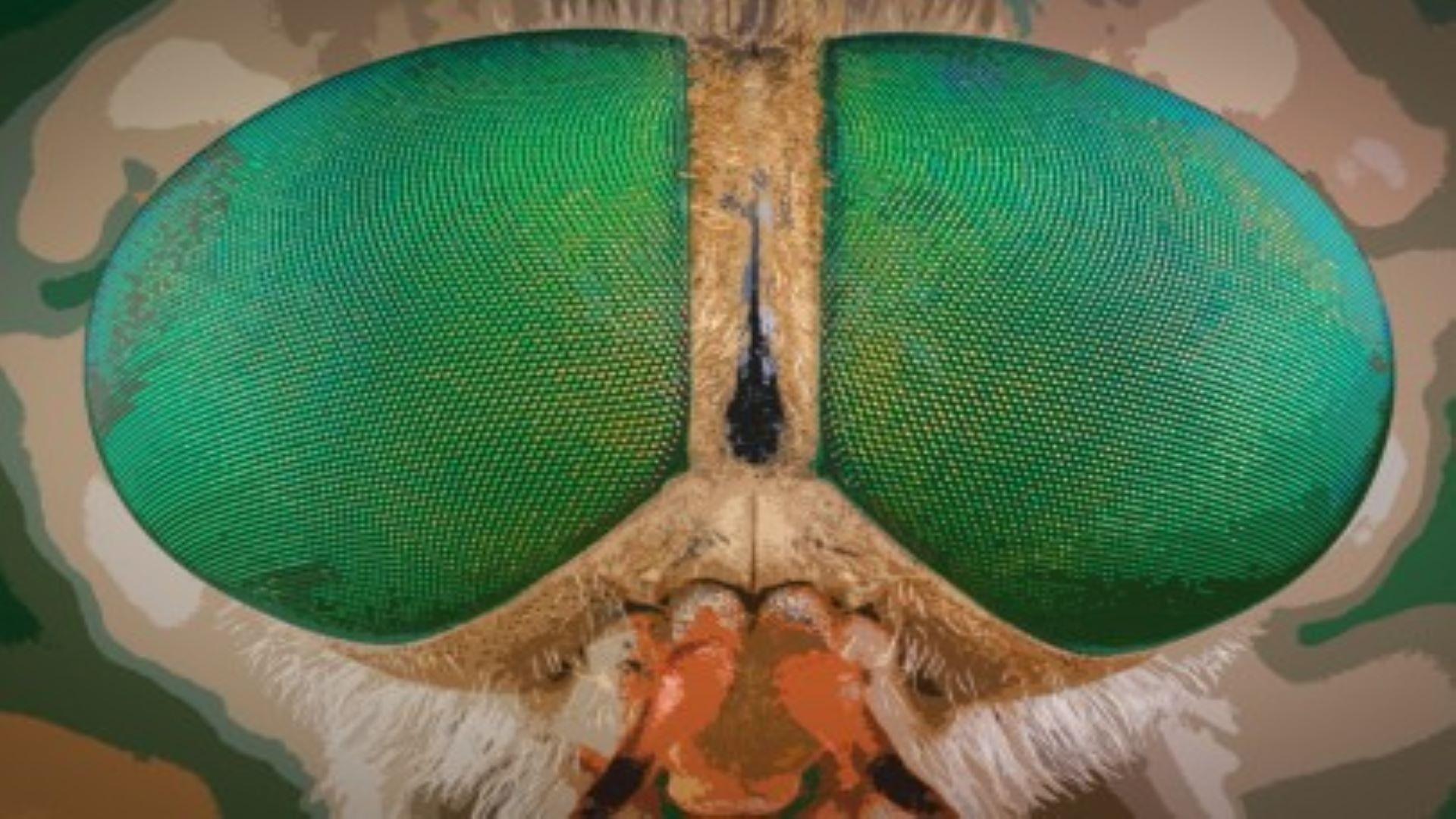 Housefly compound eye pattern, 2019 Photomicrography Competition