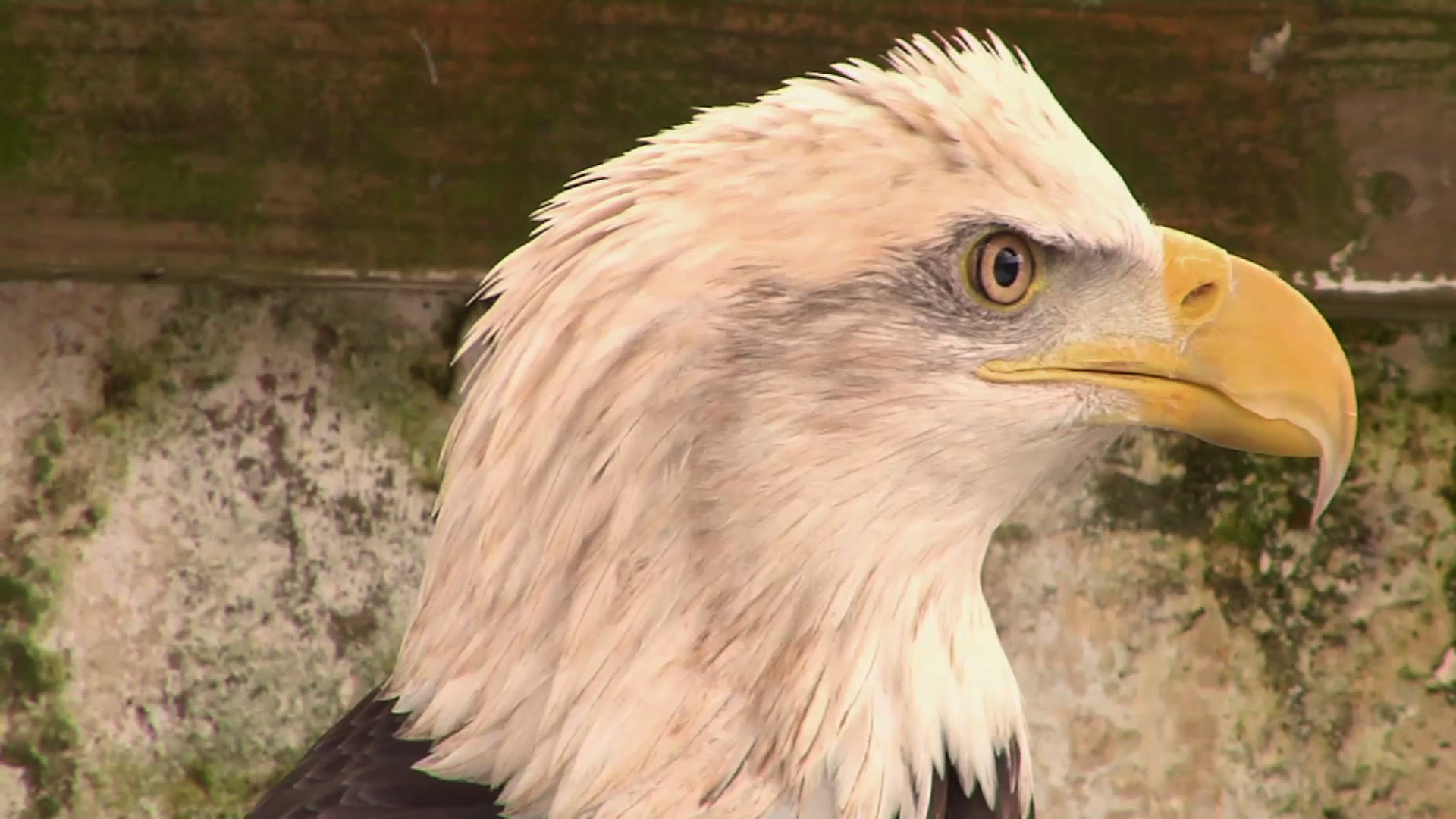 Bald eagle population rising in New Jersey - WHYY