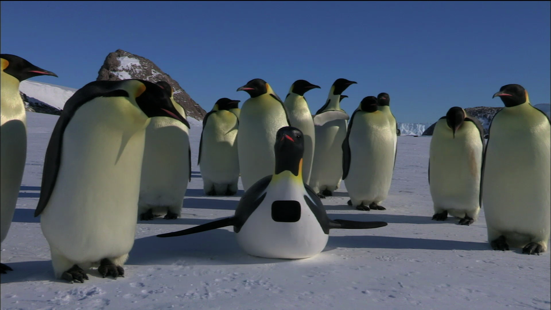 peave miljø lommetørklæde The Spy Penguin | PBS LearningMedia