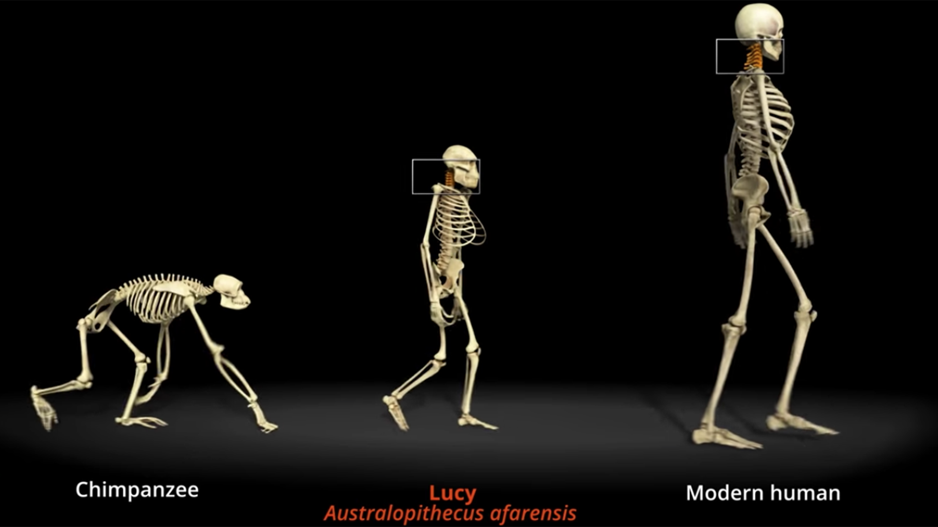 Walking with lucy pbs learningmedia