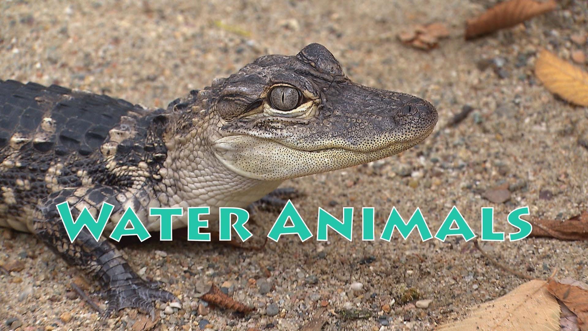 Get Up & Go Play!: Water Habitats at the Zoo | KIDS Clubhouse ...