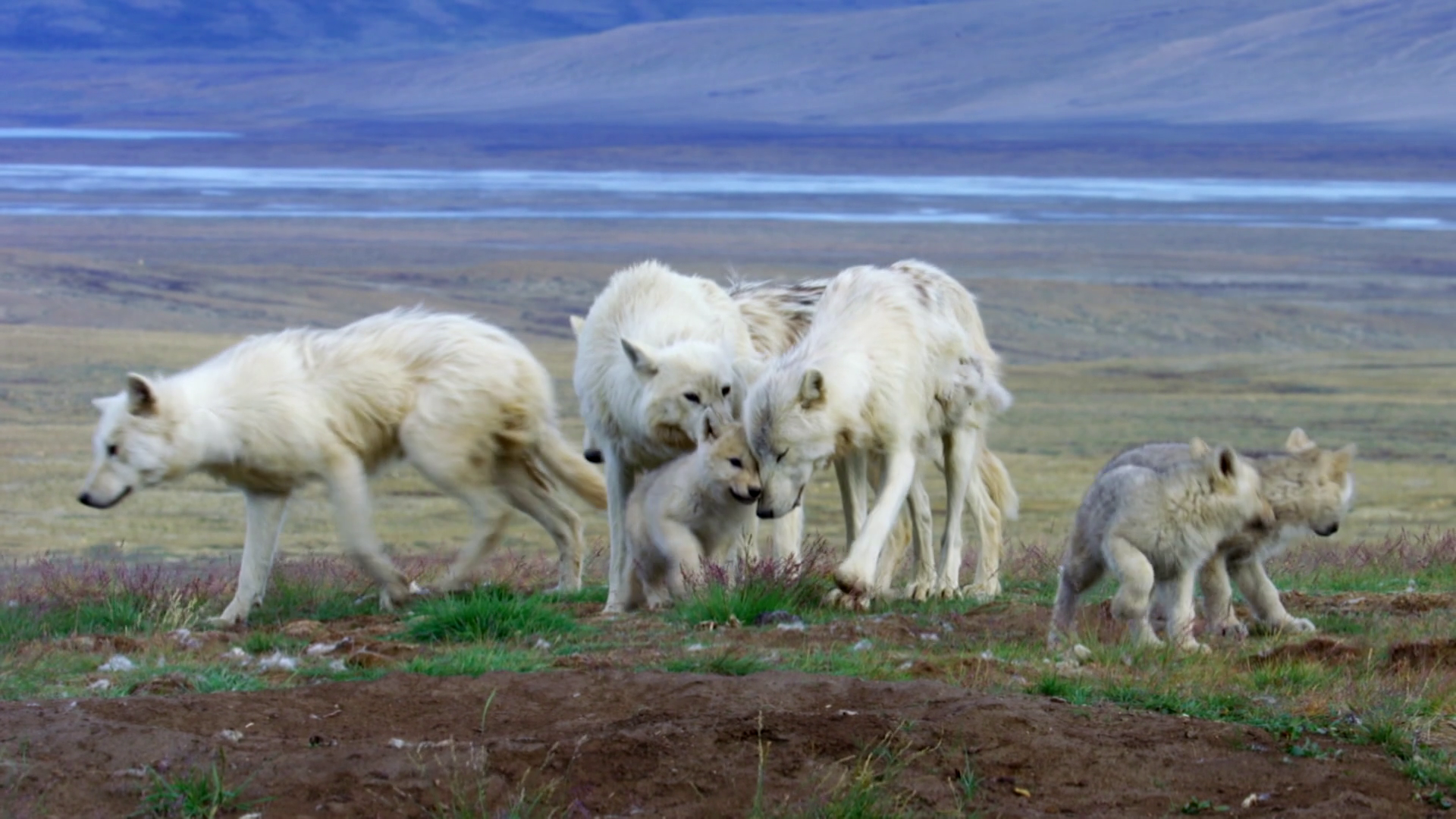 Arctic Wolf Cubs Learn Pack Behavior | PBS LearningMedia