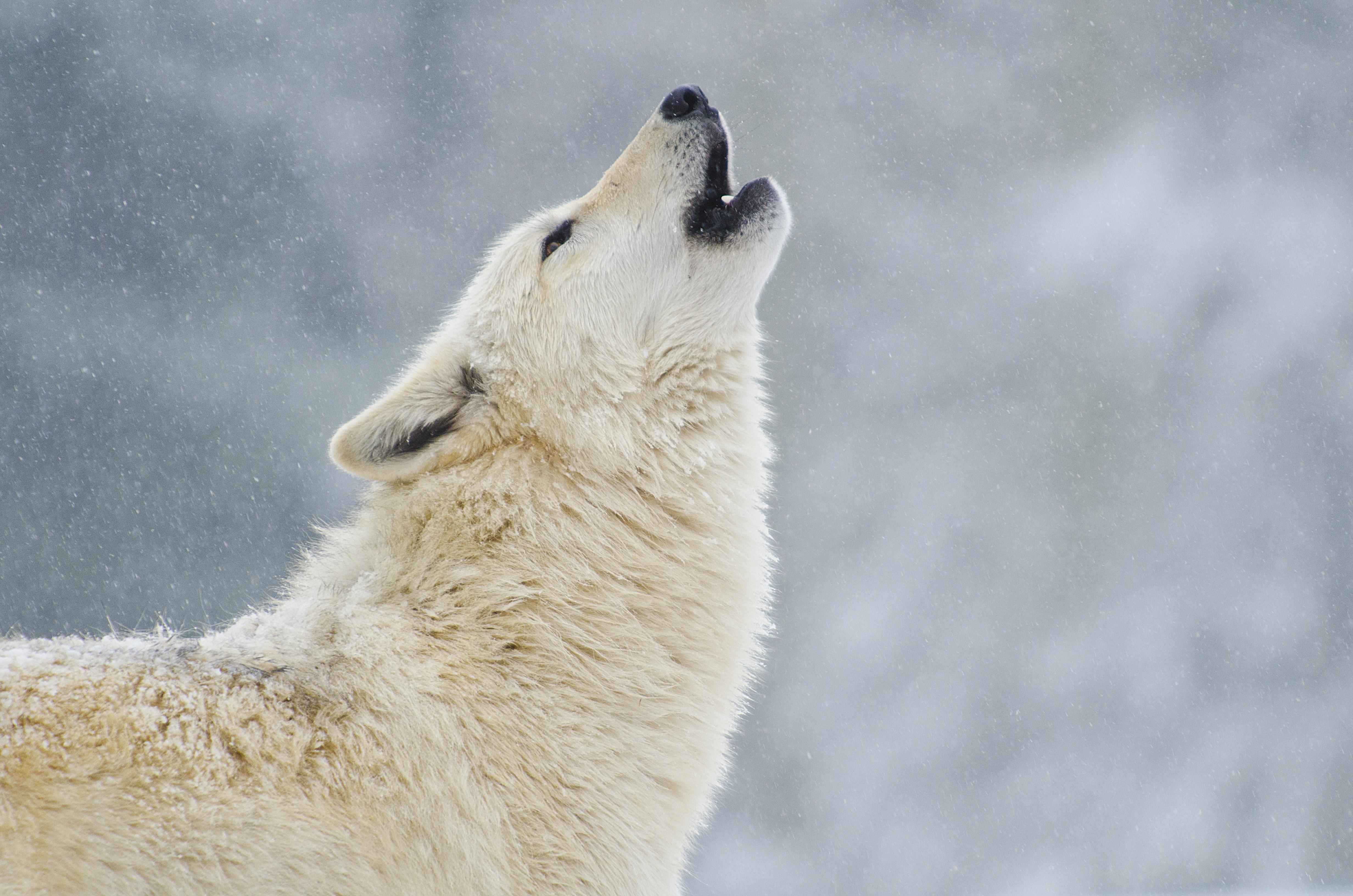 Wolves The Ecology of Fear PBS LearningMedia