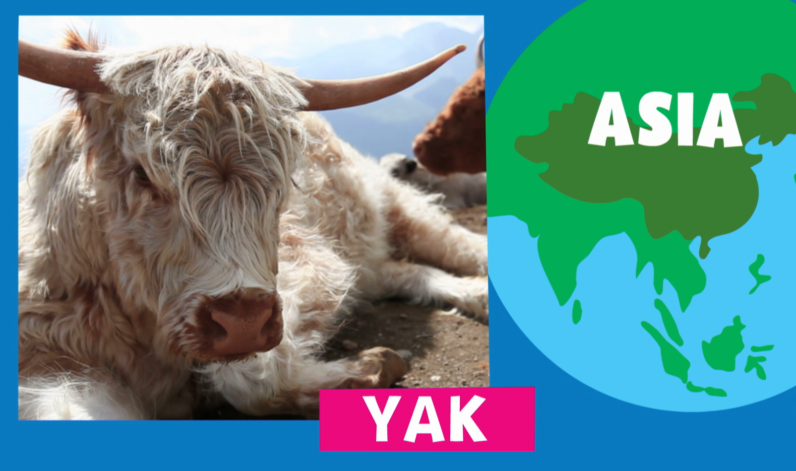 Animal Alphabet | Yak | PBS LearningMedia