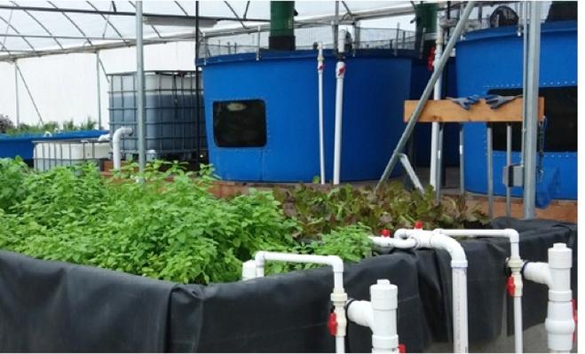 Aquaponics--Farming the Future | Science | Video | PBS LearningMedia