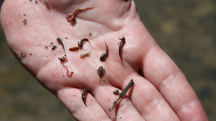 closeup-of-mosquito-larvae-in-a-stagnant-water-pool-larvae-of