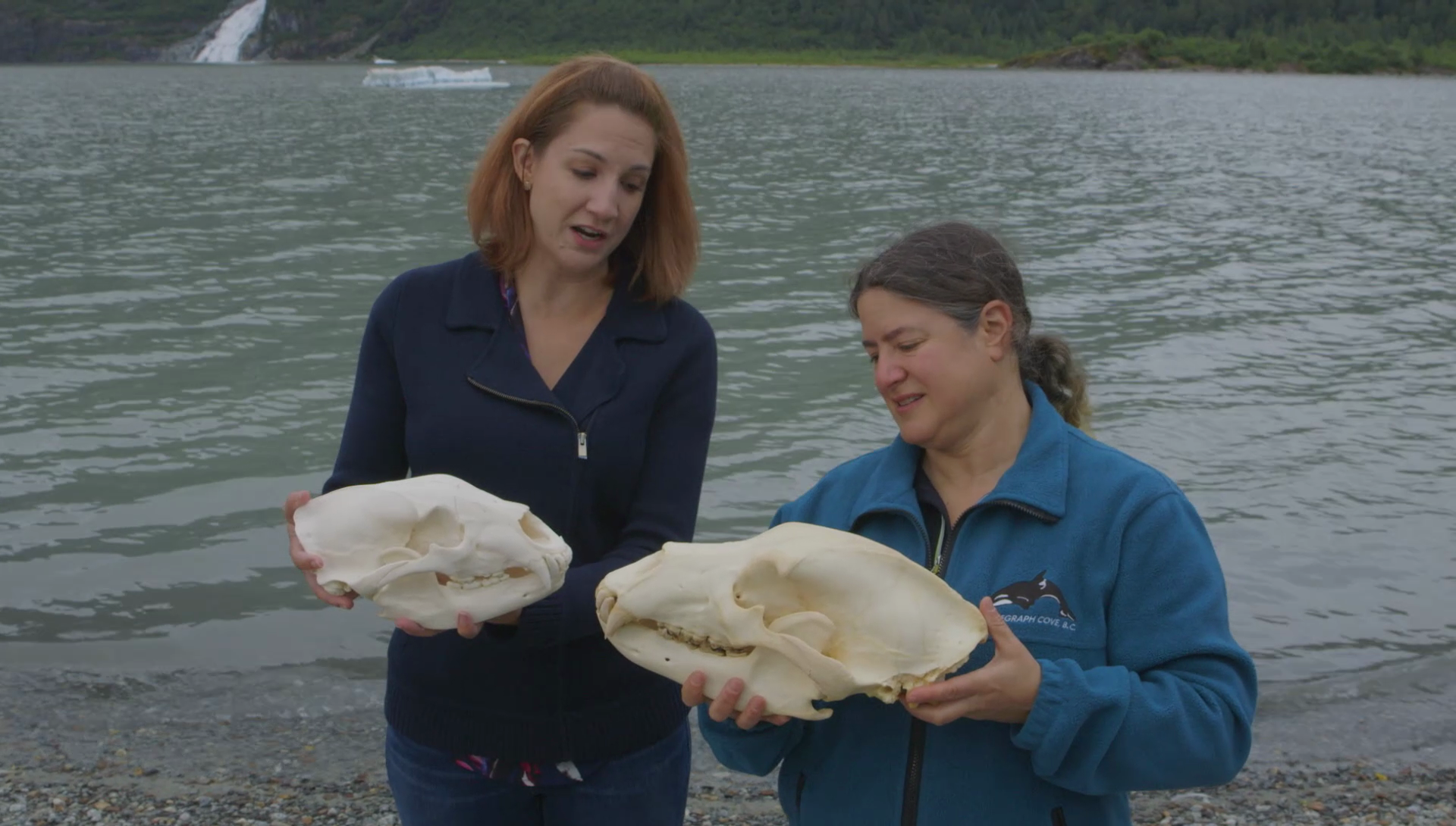 Studying the Structure and Function of Bears | Wild Alaska | Grades 3-5 ...