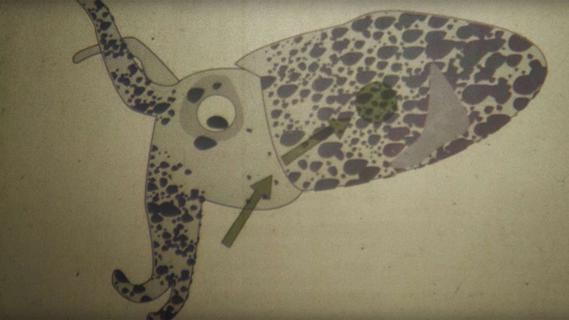 Invisible Nature The Glowing Squid Pbs Learningmedia