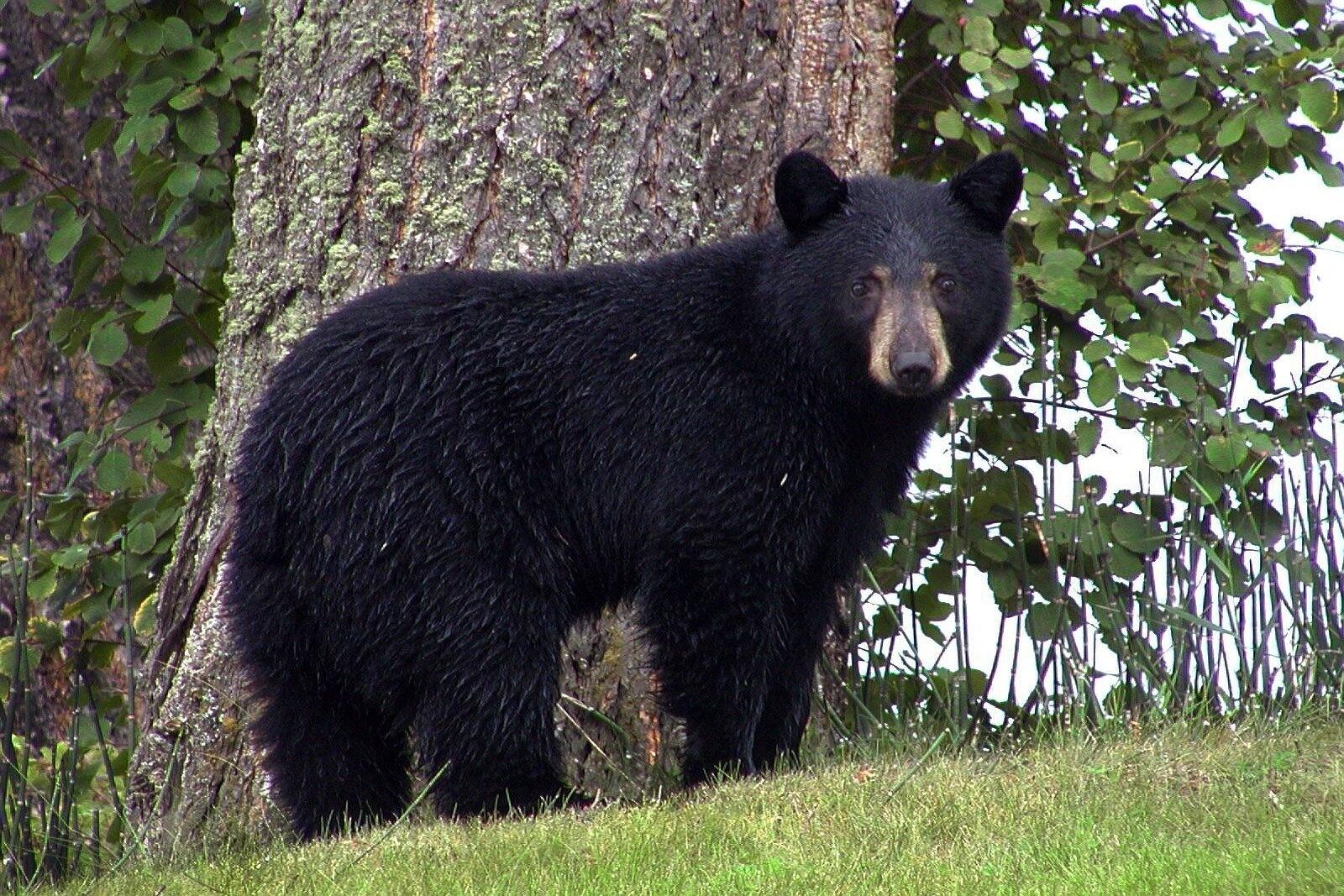 Tracking Bear Populations Outdoors PBS LearningMedia