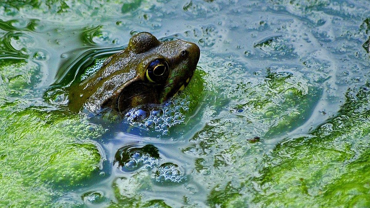 American Bullfrog KET Image Bank PBS LearningMedia