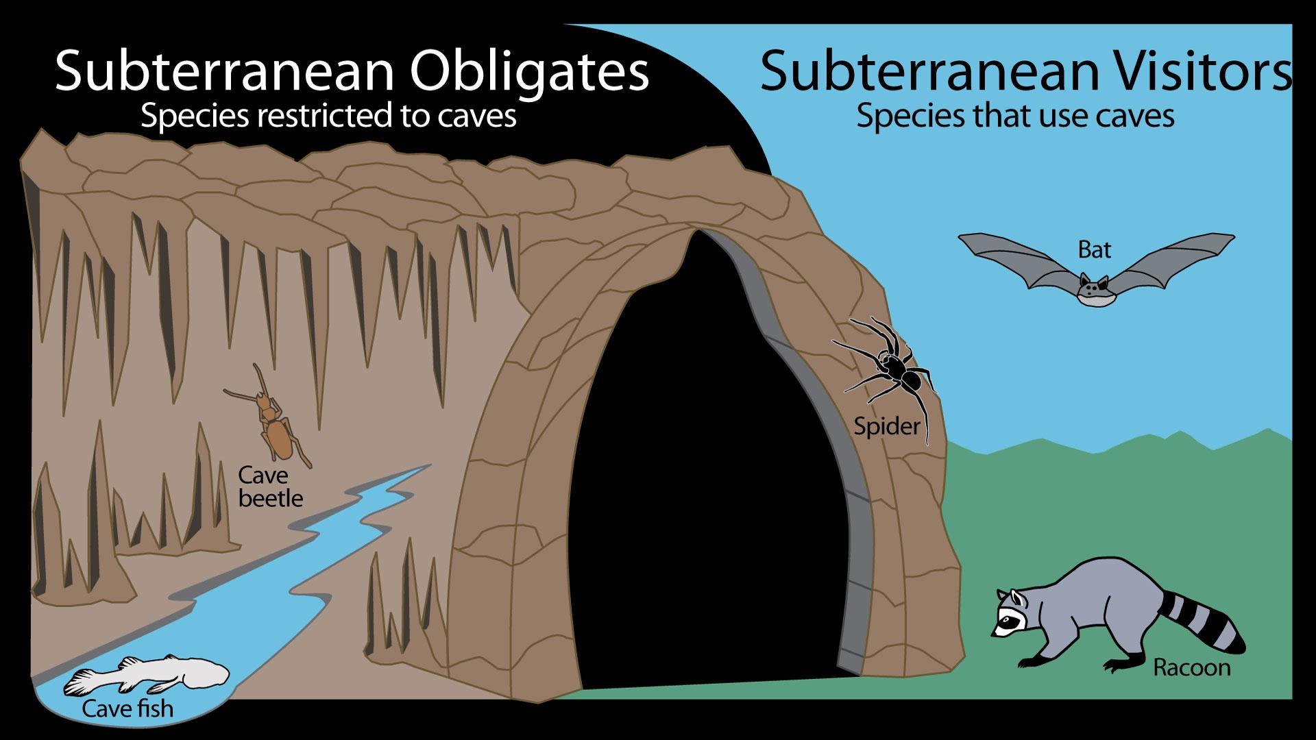 Caves Species and Karst Landscapes | PBS LearningMedia