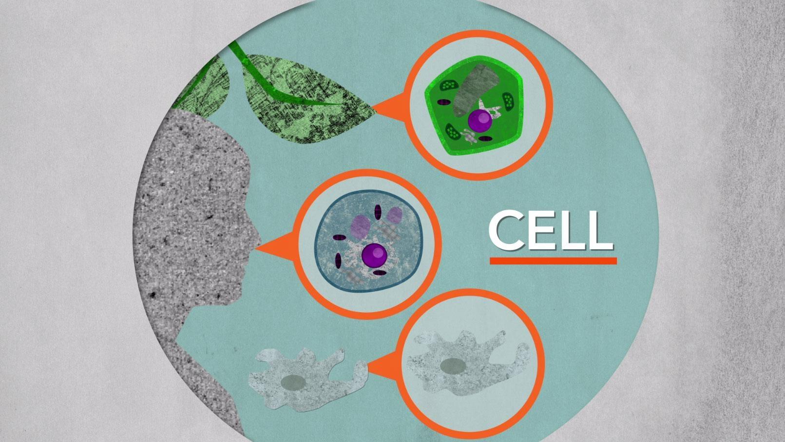 Cell Structure PBS NC Science PBS LearningMedia