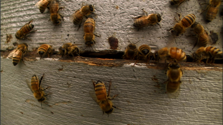 colony-collapse-disorder-nature-english-language-arts-and-literacy